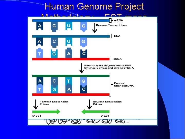 Human Genome Project Methodology – EST maps 