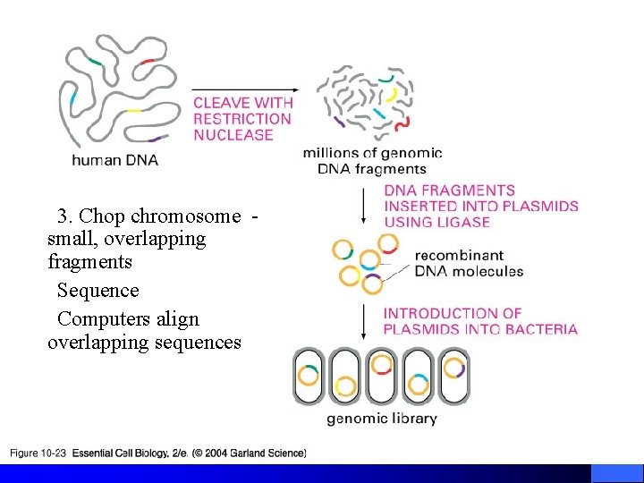 Human Genome Project – Approach Used l Concept – Produce ever more detailed maps