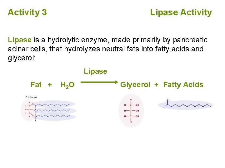 Activity 3 Lipase Activity Lipase is a hydrolytic enzyme, made primarily by pancreatic acinar
