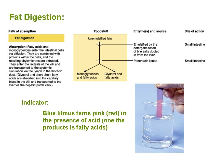 Fat Digestion: Indicator: Blue litmus terns pink (red) in the presence of acid (one