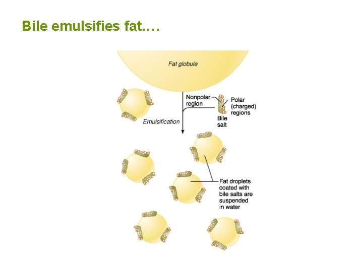 Bile emulsifies fat…. 