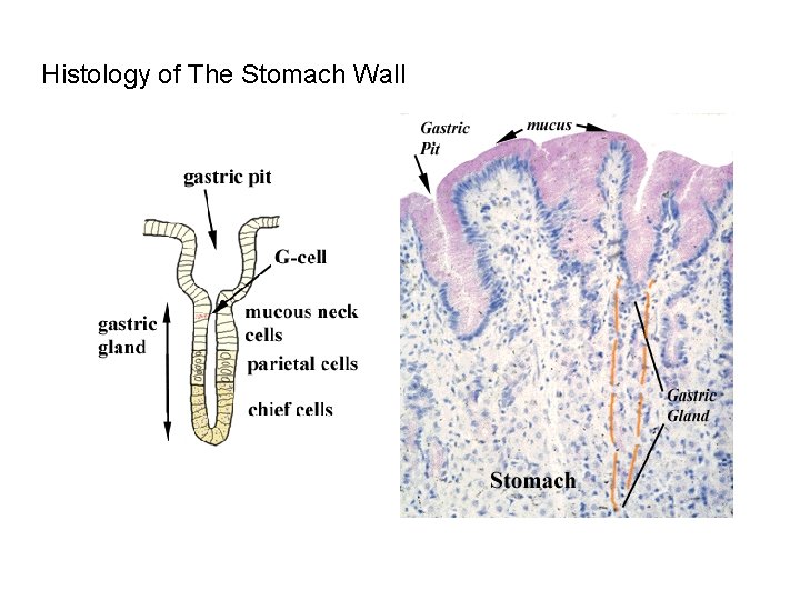 Histology of The Stomach Wall 