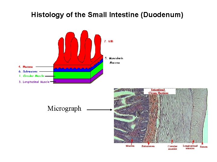 Histology of the Small Intestine (Duodenum) Micrograph 