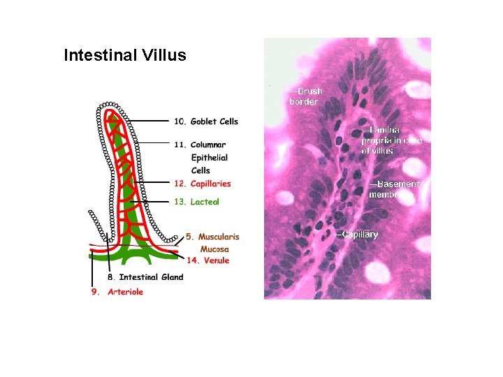 Intestinal Villus 