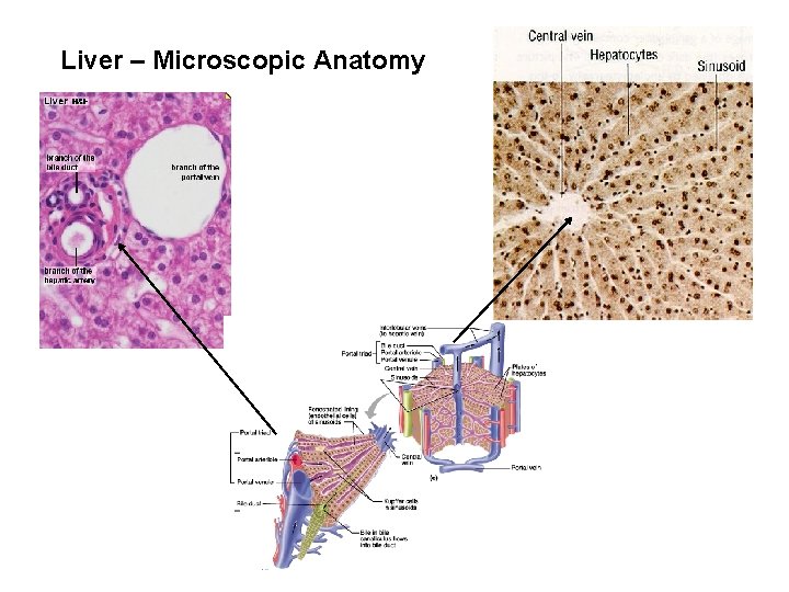 Liver – Microscopic Anatomy 