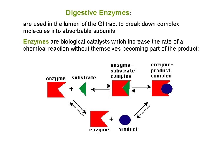 Digestive Enzymes: are used in the lumen of the GI tract to break down