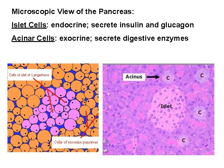 Microscopic View of the Pancreas: Islet Cells: endocrine; secrete insulin and glucagon Acinar Cells: