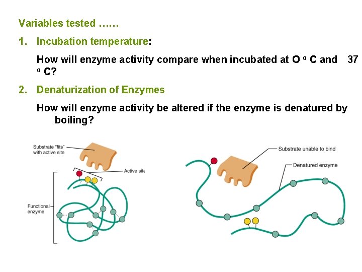 Variables tested …… 1. Incubation temperature: How will enzyme activity compare when incubated at