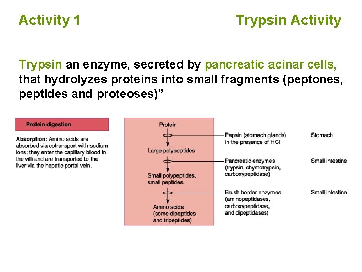 Activity 1 Trypsin Activity Trypsin an enzyme, secreted by pancreatic acinar cells, that hydrolyzes