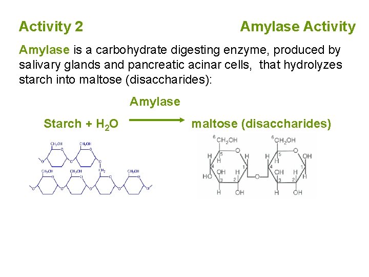 Activity 2 Amylase Activity Amylase is a carbohydrate digesting enzyme, produced by salivary glands
