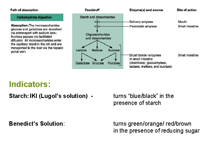 Indicators: Starch: IKI (Lugol’s solution) - turns “blue/black” in the presence of starch Benedict’s