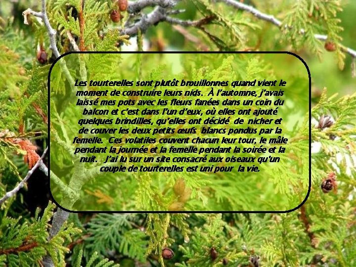 Les tourterelles sont plutôt brouillonnes quand vient le moment de construire leurs nids. À