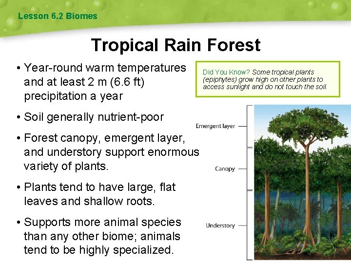 Lesson 6. 2 Biomes Tropical Rain Forest • Year-round warm temperatures and at least