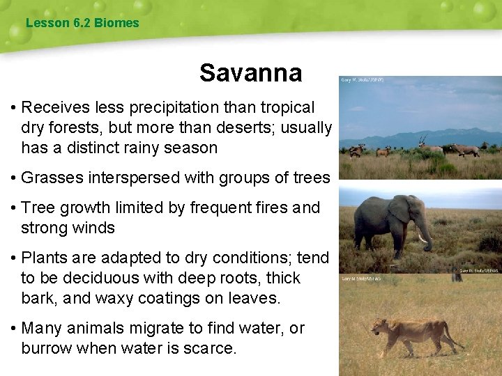 Lesson 6. 2 Biomes Savanna • Receives less precipitation than tropical dry forests, but