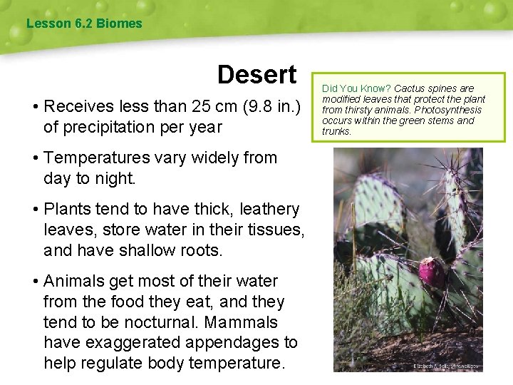 Lesson 6. 2 Biomes Desert • Receives less than 25 cm (9. 8 in.