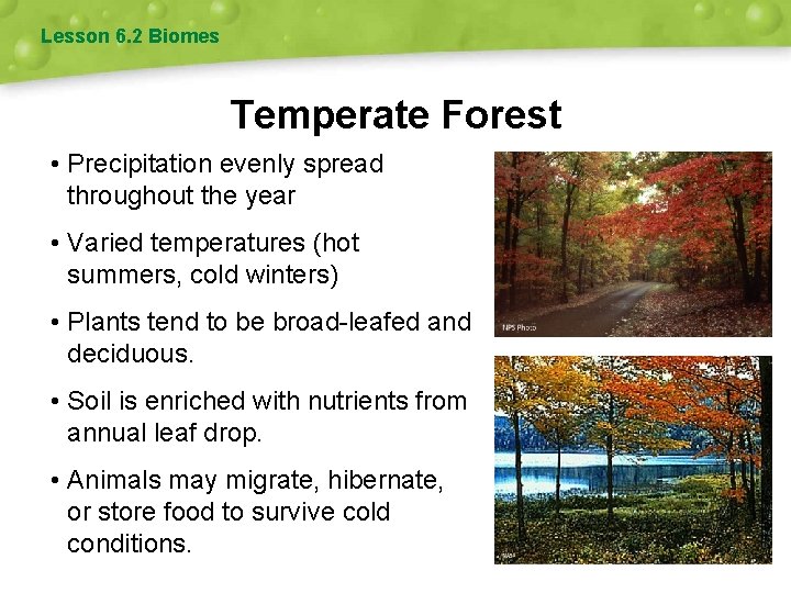 Lesson 6. 2 Biomes Temperate Forest • Precipitation evenly spread throughout the year •