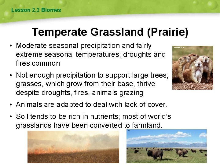 Lesson 2. 2 Biomes Temperate Grassland (Prairie) • Moderate seasonal precipitation and fairly extreme