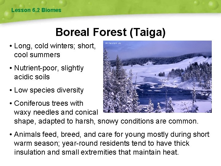 Lesson 6. 2 Biomes Boreal Forest (Taiga) • Long, cold winters; short, cool summers