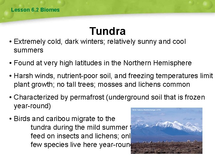 Lesson 6. 2 Biomes Tundra • Extremely cold, dark winters; relatively sunny and cool