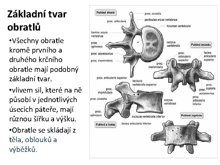 Základní tvar obratlů • Všechny obratle kromě prvního a druhého krčního obratle mají podobný