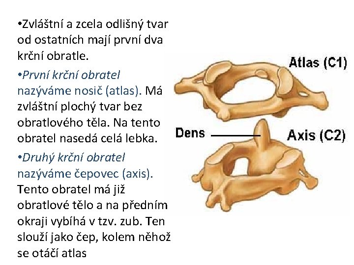  • Zvláštní a zcela odlišný tvar od ostatních mají první dva krční obratle.