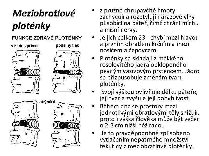 Meziobratlové ploténky • z pružné chrupavčité hmoty zachycují a rozptylují nárazové vlny působící na