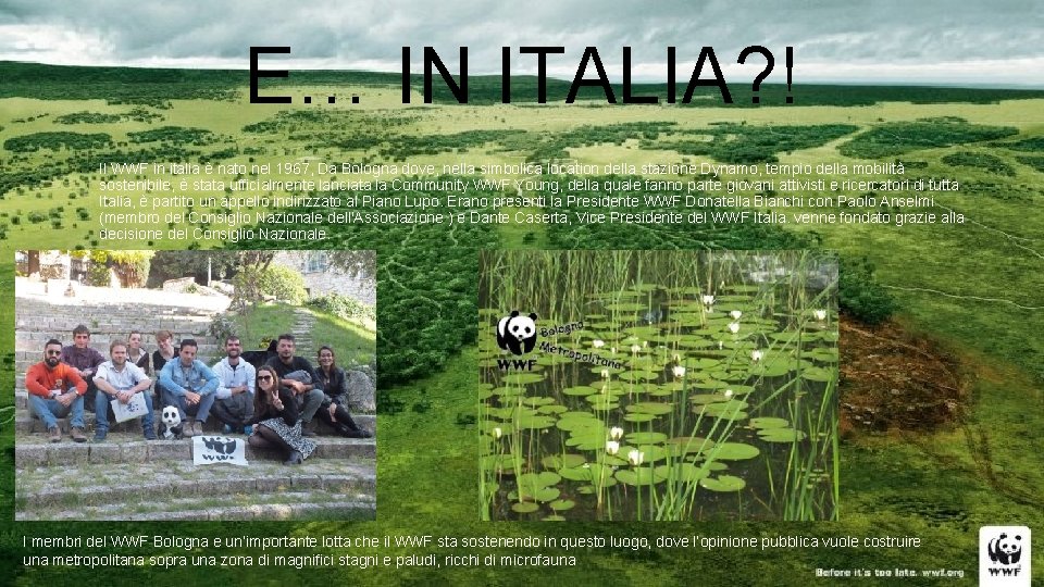 E… IN ITALIA? ! • Il WWF in italia è nato nel 1967, Da