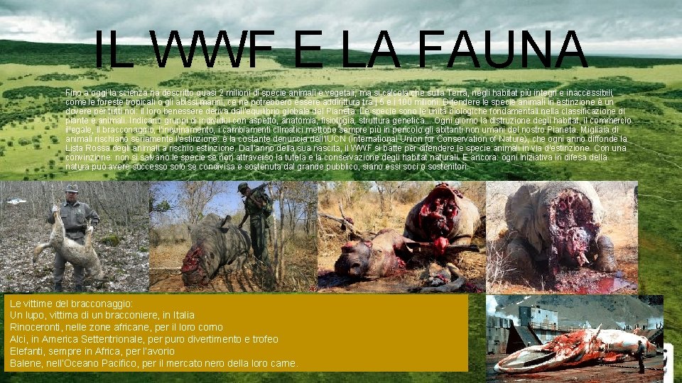 IL WWF E LA FAUNA • Fino a oggi la scienza ha descritto quasi