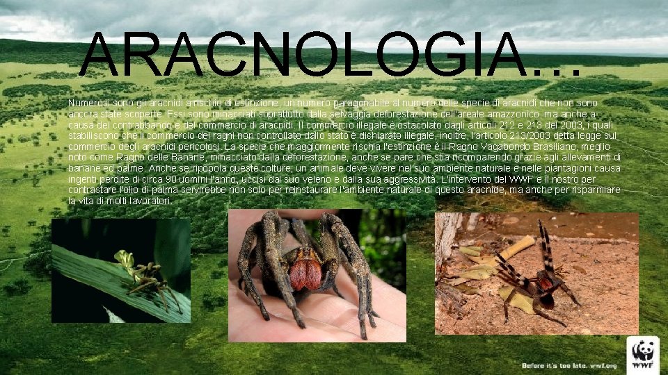 ARACNOLOGIA… Numerosi sono gli aracnidi a rischio di estinzione, un numero paragonabile al numero