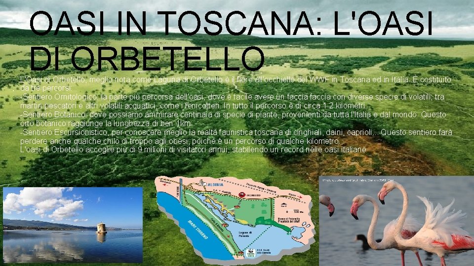 OASI IN TOSCANA: L'OASI DI ORBETELLO L'Oasi di Orbetello, meglio nota come Laguna di