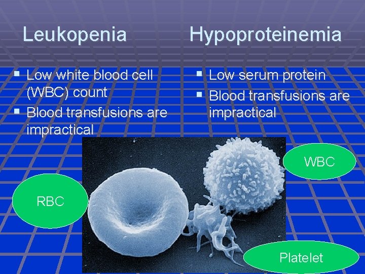 Leukopenia Low white blood cell (WBC) count Blood transfusions are impractical Hypoproteinemia Low serum