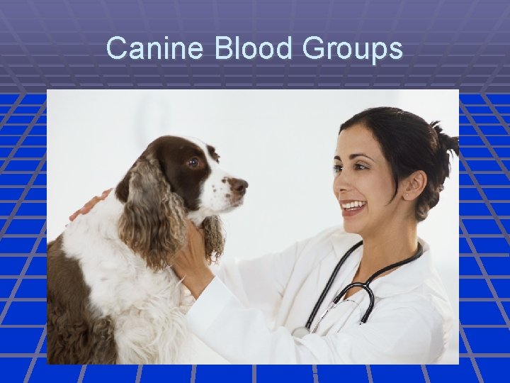 Canine Blood Groups 