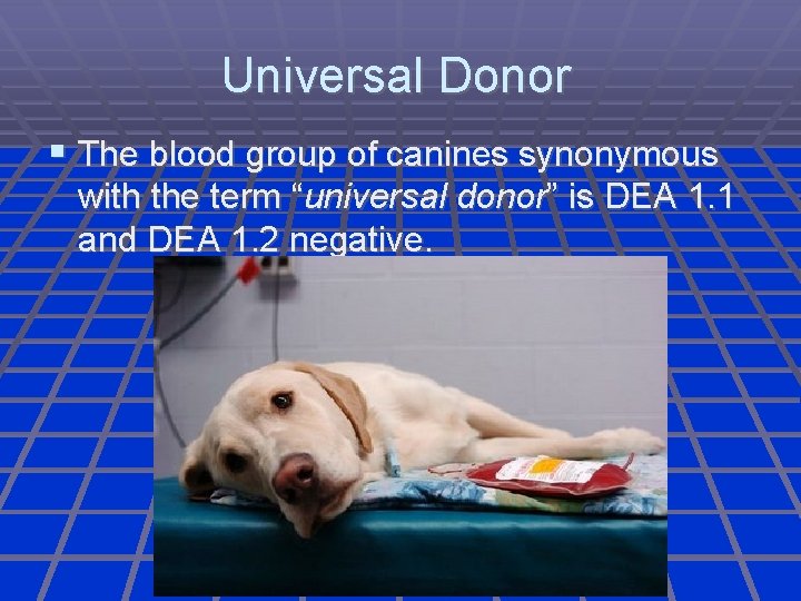 Universal Donor The blood group of canines synonymous with the term “universal donor” is