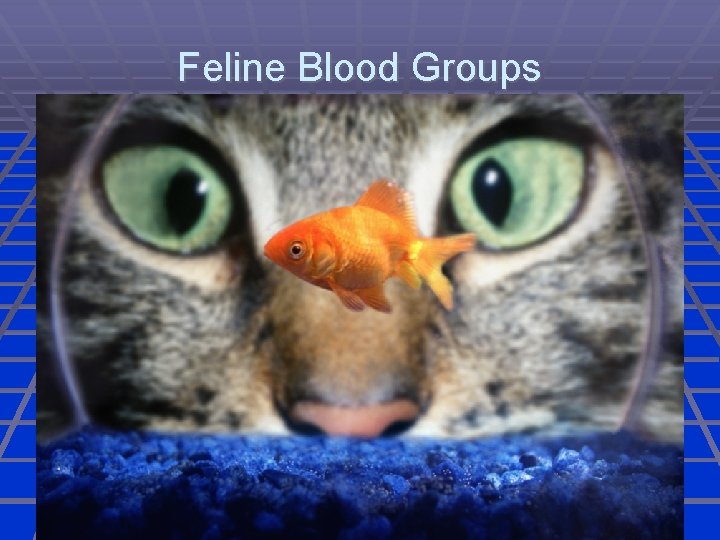 Feline Blood Groups 