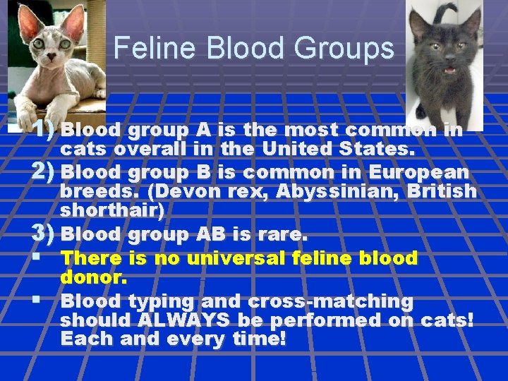 Feline Blood Groups 1) Blood group A is the most common in cats overall