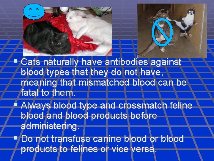  Cats naturally have antibodies against blood types that they do not have, meaning