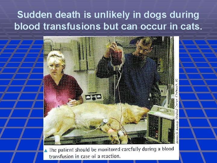 Sudden death is unlikely in dogs during blood transfusions but can occur in cats.