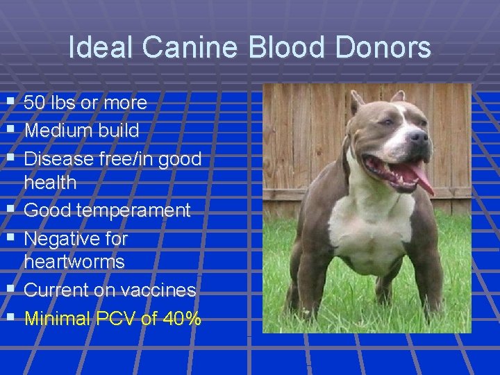 Ideal Canine Blood Donors 50 lbs or more Medium build Disease free/in good health