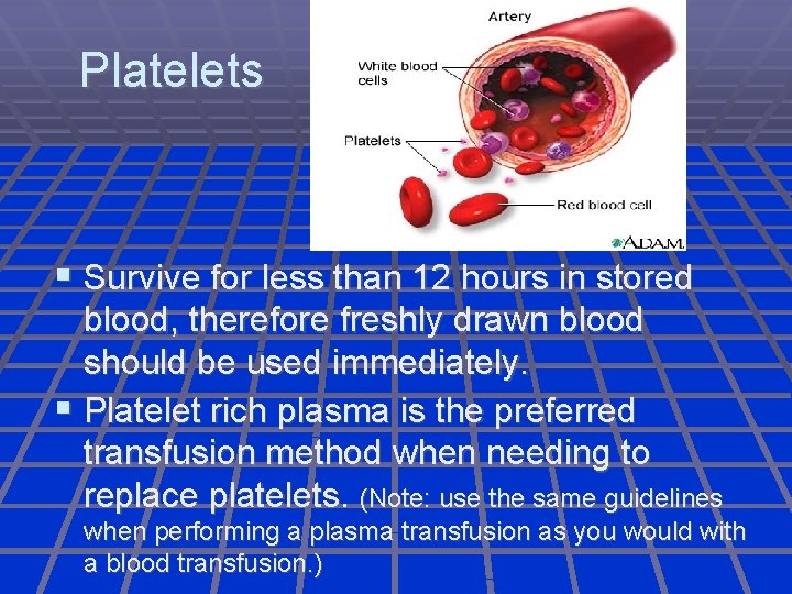 Platelets Survive for less than 12 hours in stored blood, therefore freshly drawn blood