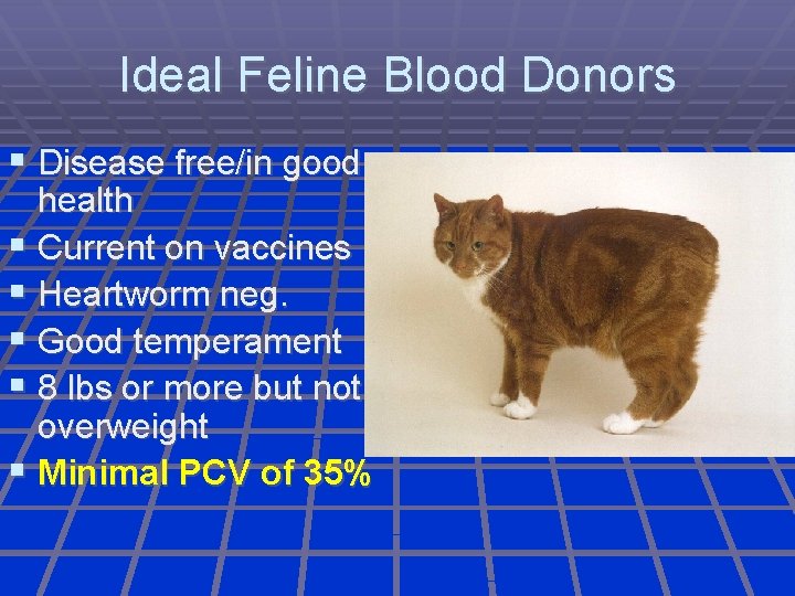Ideal Feline Blood Donors Disease free/in good health Current on vaccines Heartworm neg. Good