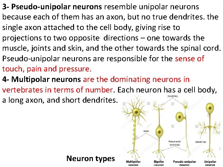 3 - Pseudo-unipolar neurons resemble unipolar neurons because each of them has an axon,