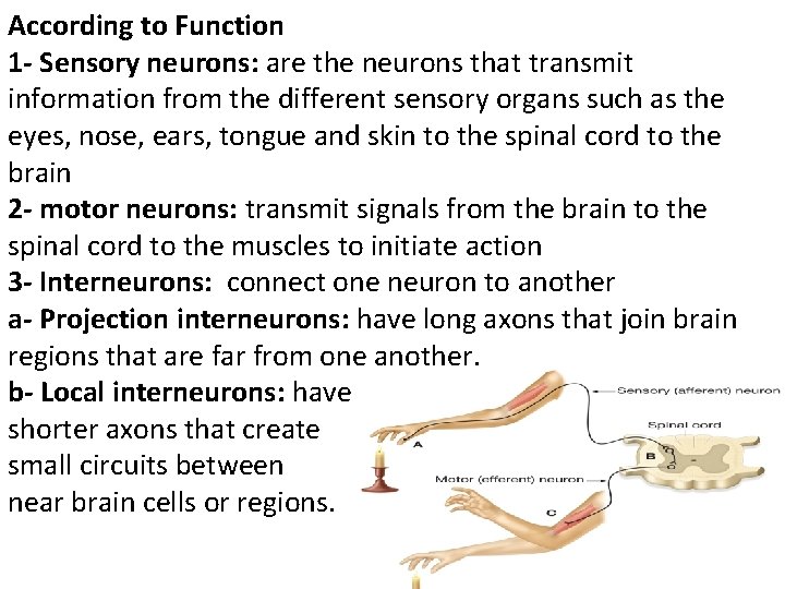 According to Function 1 - Sensory neurons: are the neurons that transmit information from