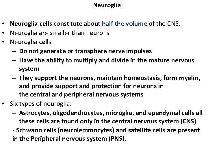  Neuroglia • Neuroglia cells constitute about half the volume of the CNS. •