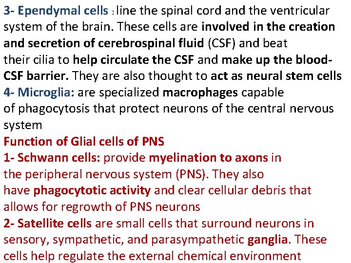 3 - Ependymal cells : line the spinal cord and the ventricular system of