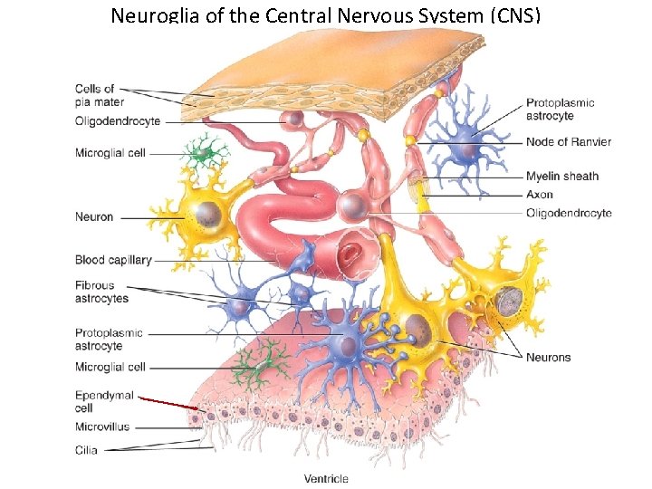 Neuroglia of the Central Nervous System (CNS) 