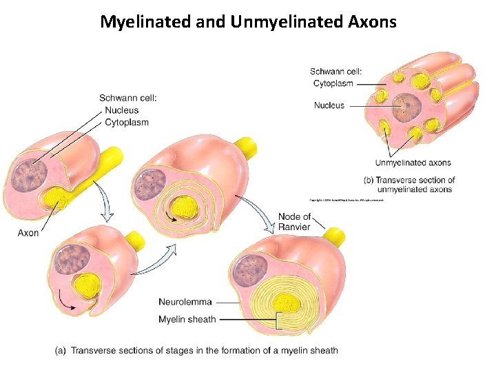 Myelinated and Unmyelinated Axons 