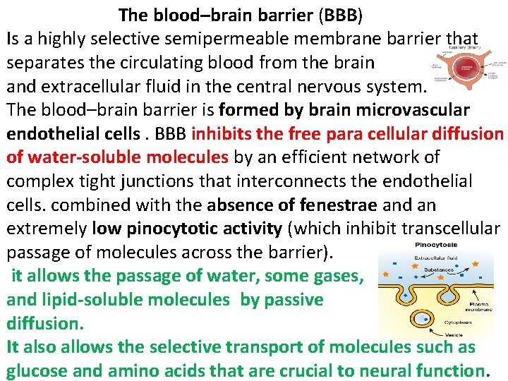  The blood–brain barrier (BBB) Is a highly selective semipermeable membrane barrier that separates