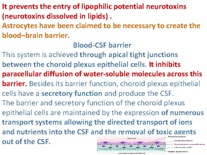 It prevents the entry of lipophilic potential neurotoxins (neurotoxins dissolved in lipids). Astrocytes have