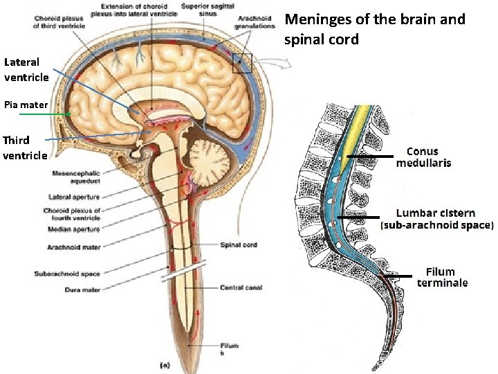 Meninges of the brain and spinal cord Lateral ventricle Pia mater Third ventricle 