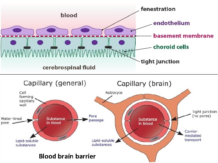 Blood brain barrier 